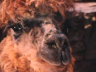 concreto tropicalismo genital